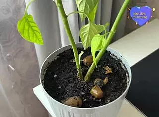 real homemade sex married couple bride orgasm