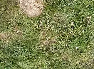 Village Girl Masturbates During Lunch Break.