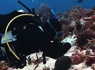 super shark sexy bikini girl