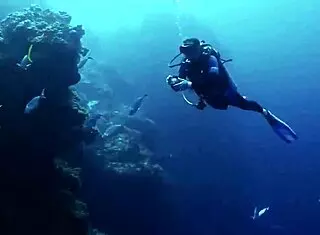 super shark sexy bikini girl