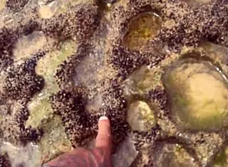 eu e minha amiga tiramos o biquini na praia e demos pra todos