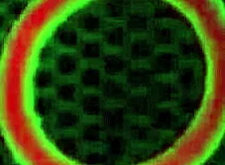 Sara Jay Rubs Wet Strap On Beauty Rich!