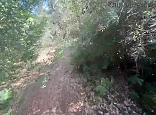 I watched the camper get creampied in the forest