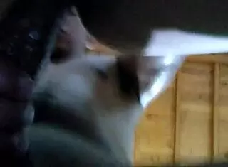 Cheating wife filmed for cuckold husband