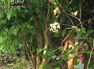 Watch dark man fuck ebony natural big tit influencer in african bush?