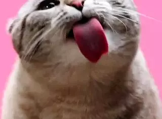 Roxy Fox Teaches Cum Eating Tutorial