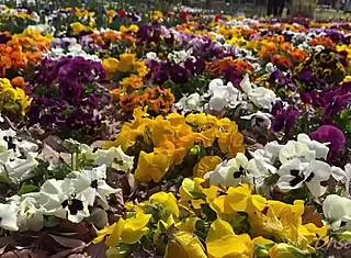 Sakura Hot Springs With Nacchi