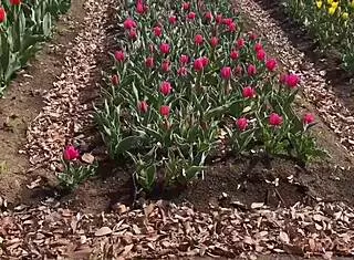Sakura Hot Springs With Nacchi