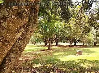 Luna oliveira flashes and fucks big dick in public