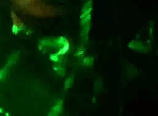 Dirty bestie fuck doggystyle blowjob with big cock.