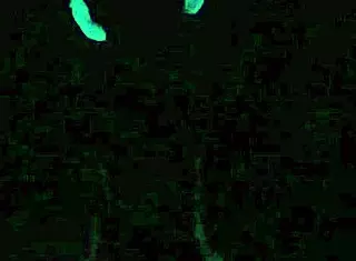 scarlett johnson, you ready for blacklight sex in pov style?