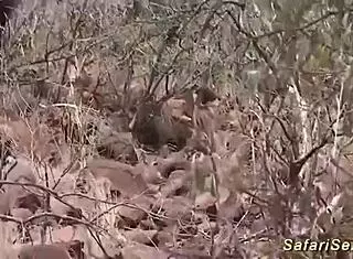 Rough african gangbang turns into interracial threesome fuck with ebony maid.