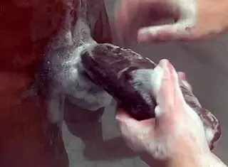 big step sister teases with step brother's massive bbc when parents are out