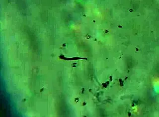 Here is more of my product to reach you