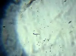 Here is more of my product to reach you