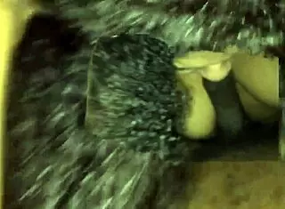 BBW boldly sucks fat cock in intense blowjob action