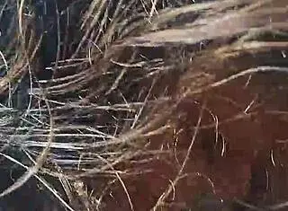 Amateur Outdoor Blowjob Leads to Doggy Style and Mouth Cumshot