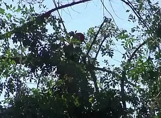 mandy sky eagerly tastes her step daddy's spunk after intense session