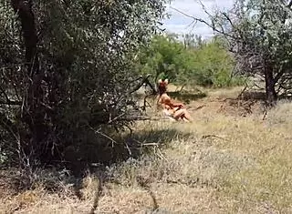 Hey shy aboriginal milf, why not dance outdoors in cosplay costume? Isn't that tempting for some mature amateur fun?