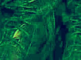 Eres mi mascota now, pet, spread that big ass for femdom joi domination in pov.