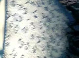 Gonna shake that ass in pantyhose