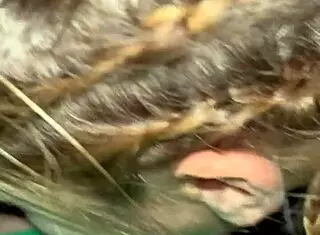 hey that intense facefucking with no mercy is wild on pornellia with deepthroat gagging choking and sloppy ball licking