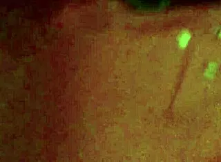 Suggestive Jade A Spectacular Brunette Trailer 21