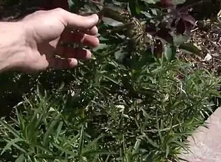 Tory Lane milf with big tits gets cock teasing handjob then fucked in wet pussy outdoors with cumshot facial