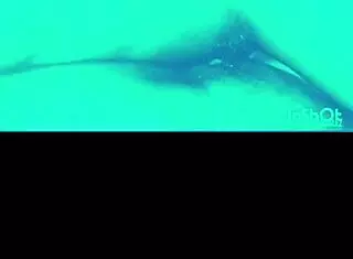 homemade bad bitch arrives to share bed with intense action