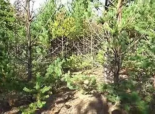 Hot Milf Strips In Holey Tights Amid Forest Nature