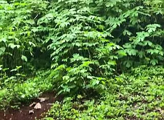 loirinha anal toy play hidden... super hot ass masturbation! 🍑🔥