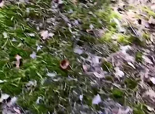 Outdoor walk ends with amateur couple's hard ass fucking finish