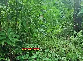 i busted her nut twice hard in the bush