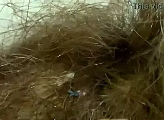 extreme closeup big clit vagina ass orgasm