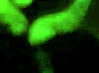 fat latina bbw wife slurps hubby's cock in hot cuckold suck