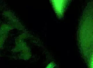 massive bbc stretches fat bbw pussy wide open