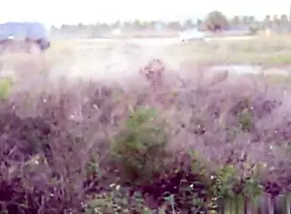 chatty slut pulled over for deepthroat cock sucking facial