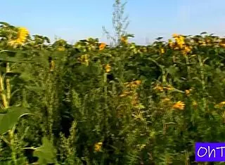 Kitty and mark sneak sunflower field romp with czech dorm roommate