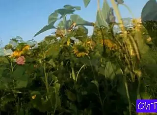 Kitty and mark sneak sunflower field romp with czech dorm roommate