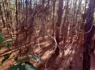 Lost tourist forced to fuck wild tattooed witch in haunted forest!