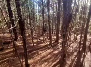 Lost tourist forced to fuck wild tattooed witch in haunted forest!