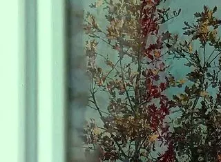 hey taxi driver check this naked milf in stockings no panties washing windows voyeur style