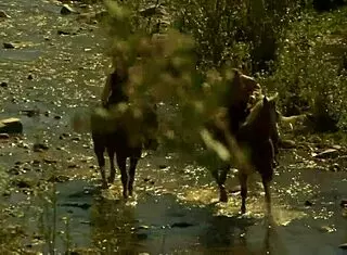 Natalia Wood Pulls Dick From Riding Pants For Hard Ride