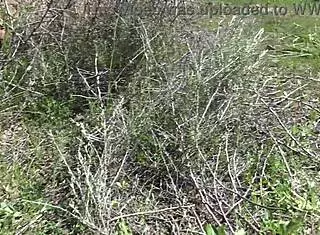 Real voyeur freaks out as horny milf pisses hairy pussy beach