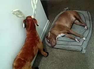 Group Bent Over Ass Spreading and Doggystyle Poses