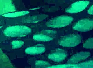 sexy nylons wrapped tight for footjob tease