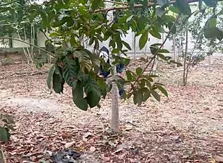 terror turns to wild outdoor sex 😈🍑 ripped clothes big cock!