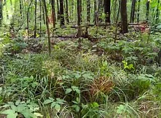 Naughty brunette rides stranger's cock in forest then doggystyle pov