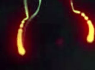 lesbian massage ends in wet scissoring happy explosion!