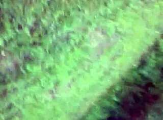 wild ride with thick caucasian girlfriend?